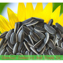 bird striped sunflower seeds kernels 5009 24/64